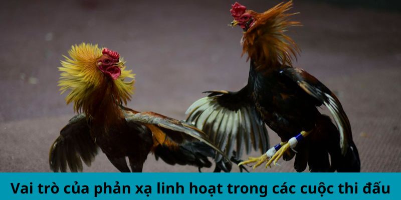 Mẹo soi chiến kê Mu88- Vai trò của phản xạ linh hoạt